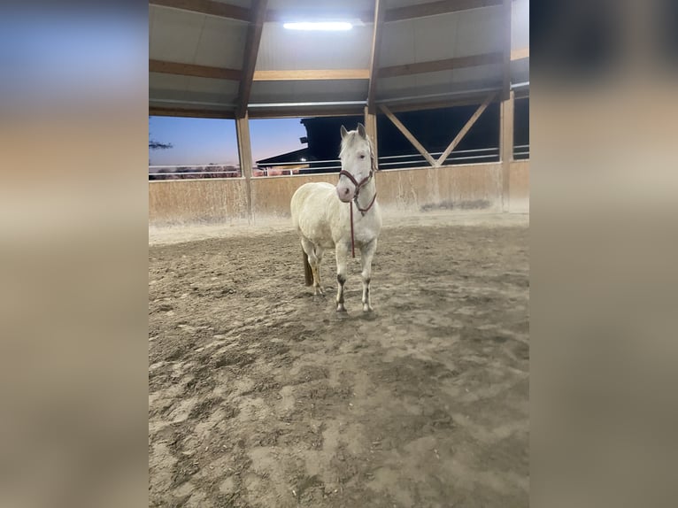 Appaloosa Mix Gelding 15 years 14 hh Leopard-Piebald in Karlsruhe Grötzingen