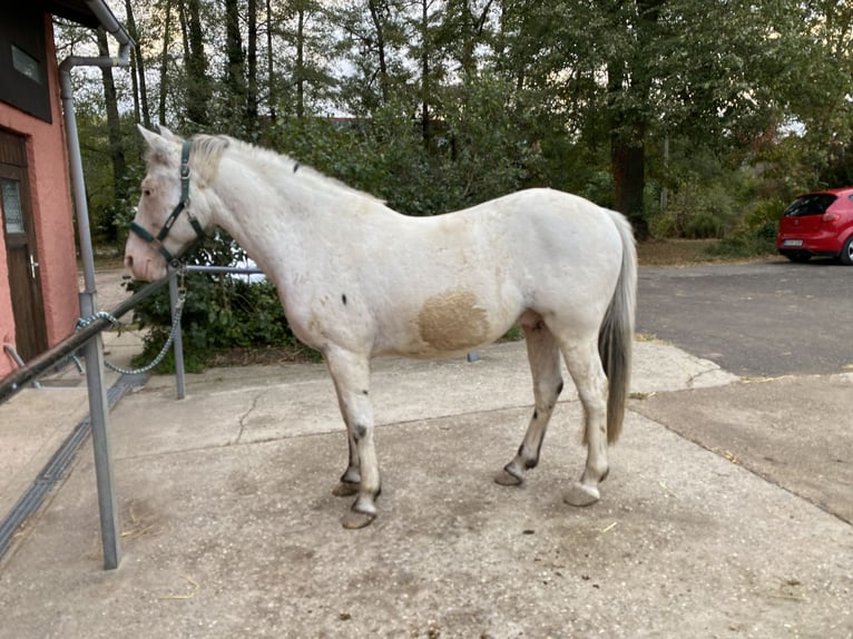 Appaloosa Mix Gelding 15 years 14 hh Leopard-Piebald in Karlsruhe Grötzingen