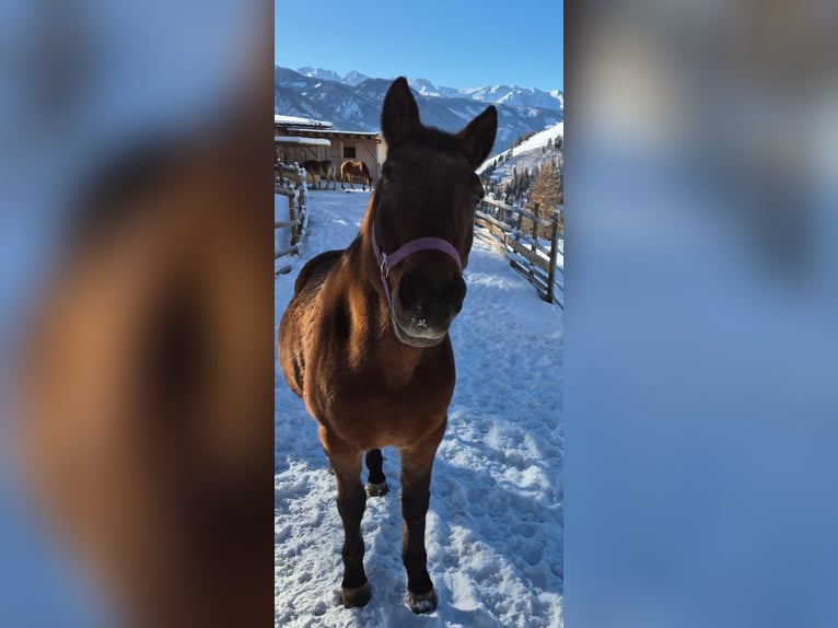 Appaloosa Mix Gelding 15 years 14,2 hh Brown in Assling