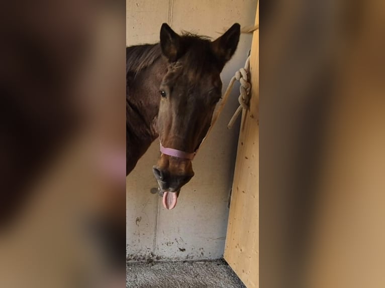 Appaloosa Mix Gelding 15 years 14,2 hh Brown in Assling