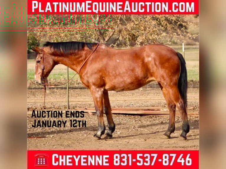 Appaloosa Gelding 15 years 14,3 hh Roan-Bay in Bitterwater CA