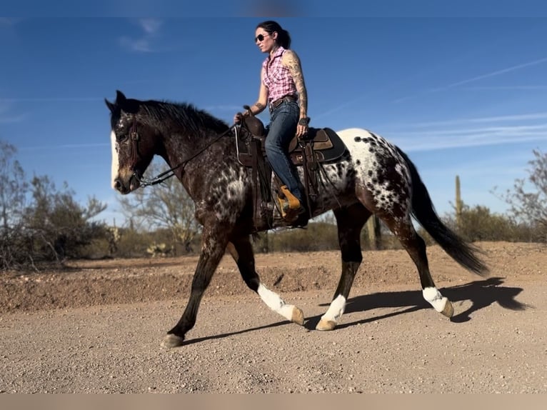 Appaloosa Gelding 15 years 15,1 hh in Marana, AZ