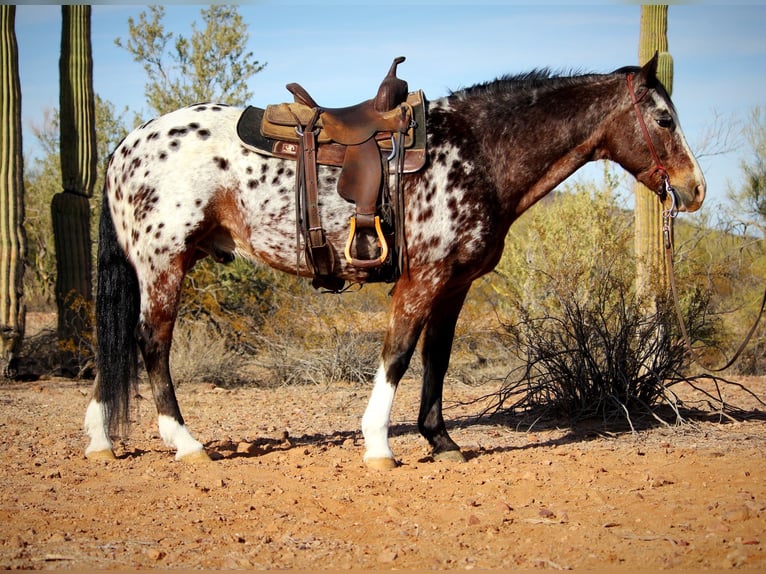 Appaloosa Gelding 15 years 15,1 hh in Marana, AZ