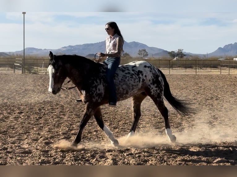 Appaloosa Gelding 15 years 15,1 hh in Marana, AZ