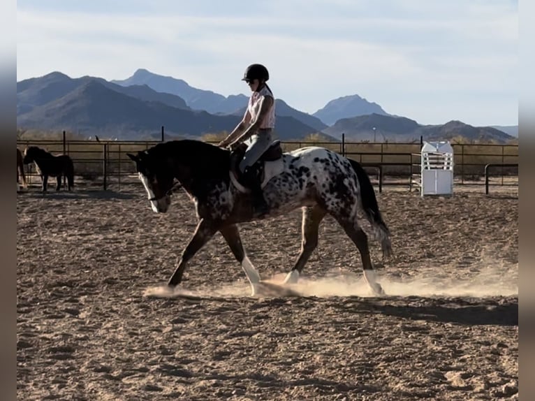 Appaloosa Gelding 15 years 15,1 hh in Marana, AZ