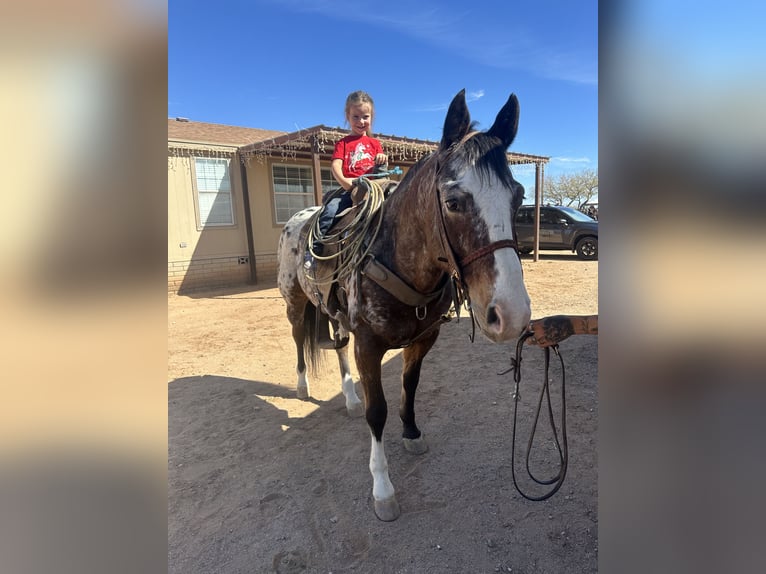 Appaloosa Gelding 15 years 15,1 hh in Marana, AZ