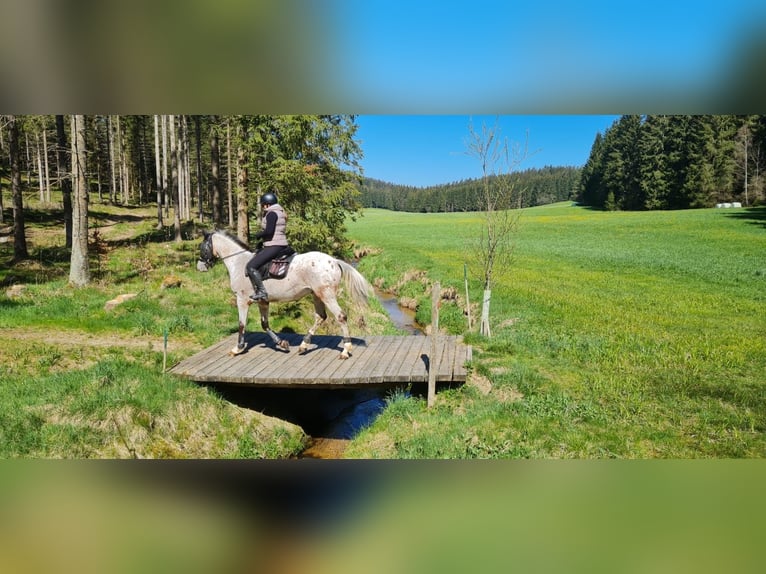 Appaloosa Mix Gelding 15 years 15,2 hh Pinto in Kronberg