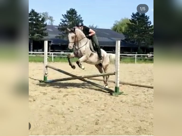 Appaloosa Mix Gelding 15 years 15,2 hh Pinto in Kronberg