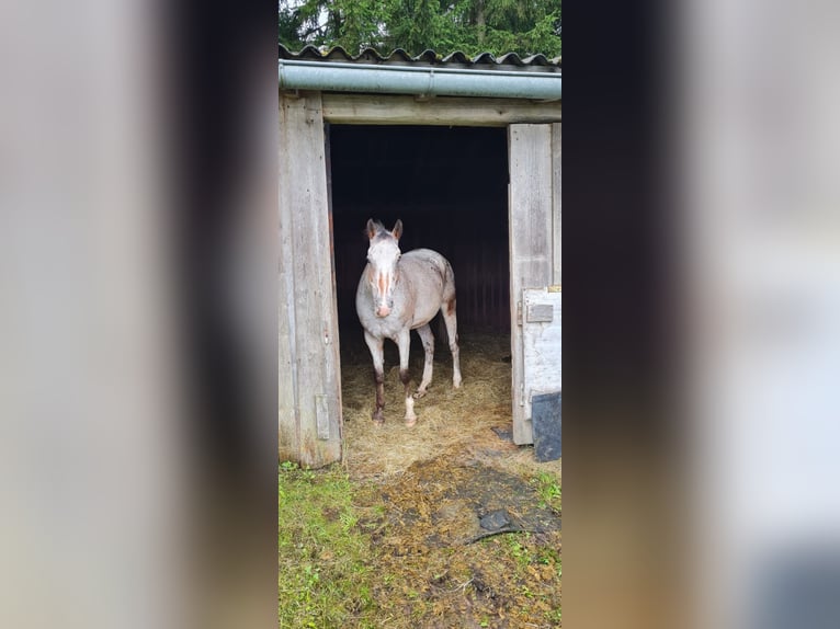 Appaloosa Mix Gelding 15 years 15,2 hh Pinto in Kronberg