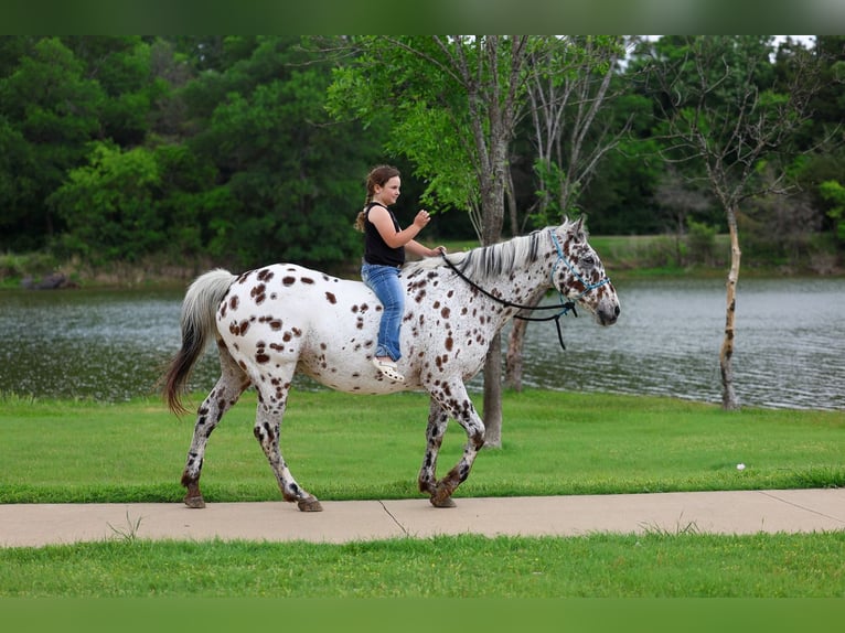 Appaloosa Gelding 15 years 15 hh Leopard-Piebald in Forney