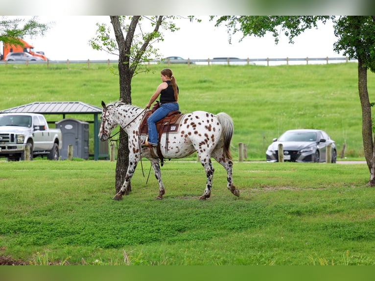 Appaloosa Gelding 15 years 15 hh Leopard-Piebald in Forney