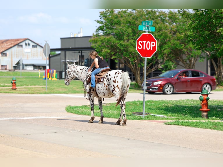 Appaloosa Gelding 15 years 15 hh Leopard-Piebald in Forney