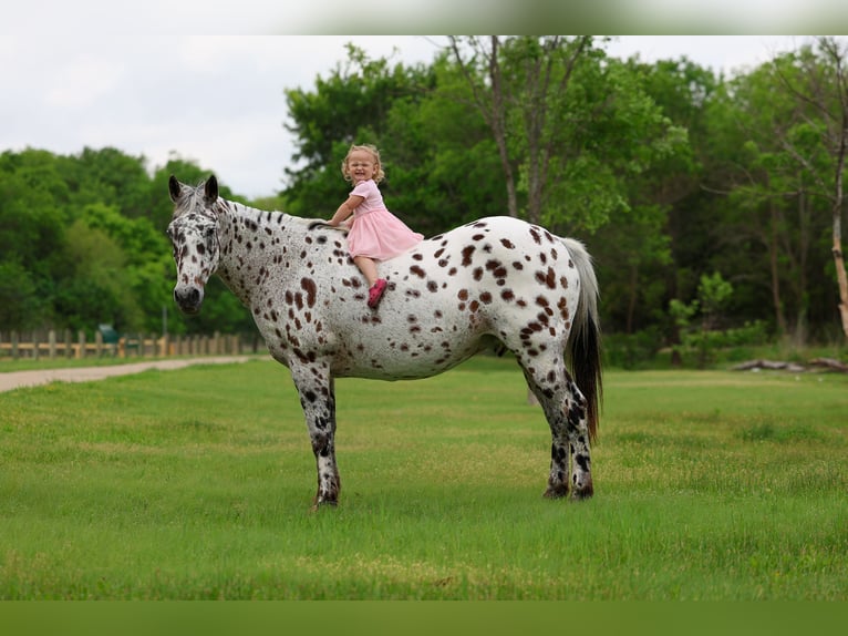 Appaloosa Gelding 15 years 15 hh Leopard-Piebald in Forney