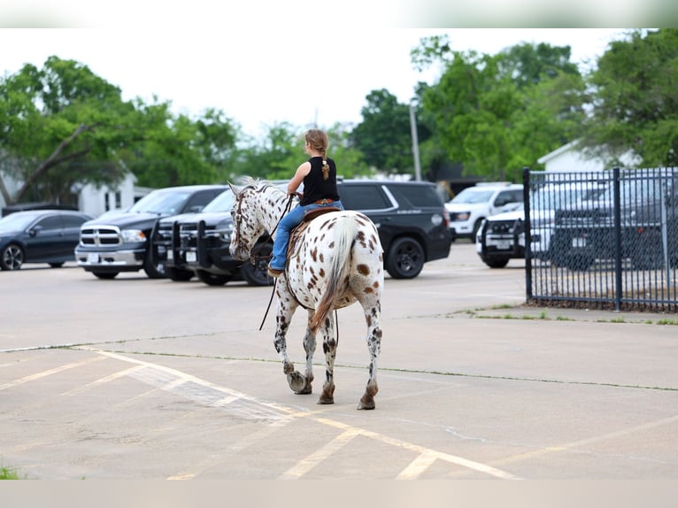 Appaloosa Gelding 15 years 15 hh Leopard-Piebald in Forney