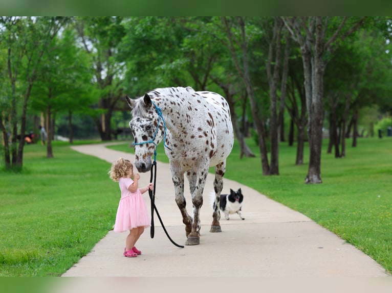 Appaloosa Gelding 15 years 15 hh Leopard-Piebald in Forney