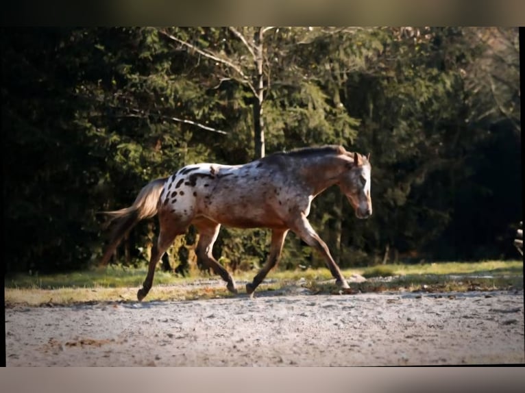 Appaloosa Gelding 15 years 15,1 hh Leopard-Piebald in Sipbachzell