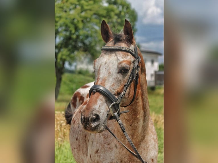 Appaloosa Gelding 15 years 15,1 hh Leopard-Piebald in Sipbachzell