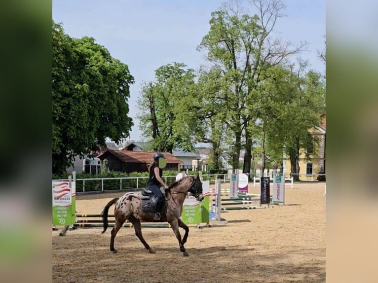 Appaloosa Gelding 15 years 15,1 hh Leopard-Piebald in Sipbachzell