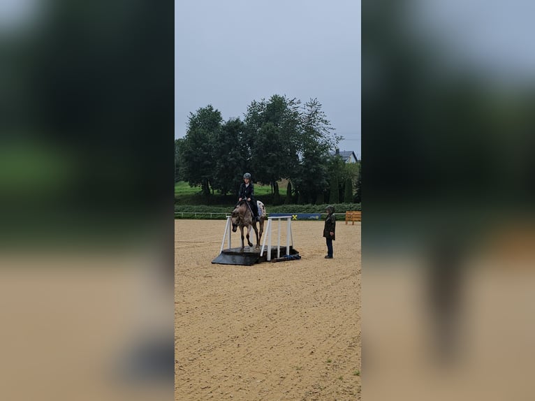 Appaloosa Gelding 15 years 15,1 hh Leopard-Piebald in Sipbachzell