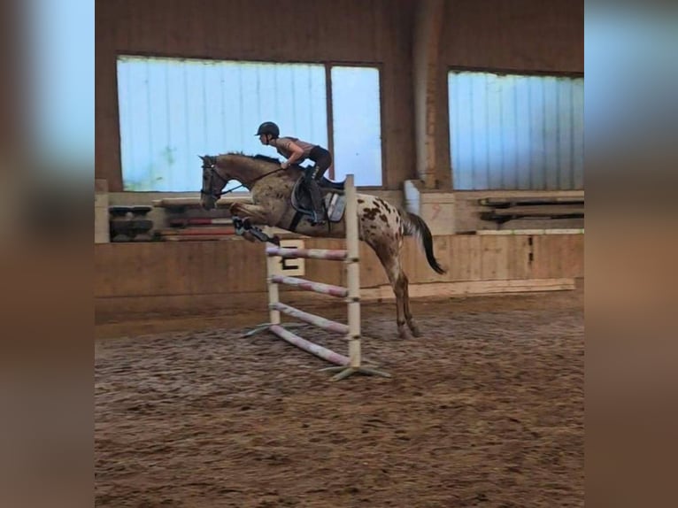 Appaloosa Gelding 15 years 15,1 hh Leopard-Piebald in Sipbachzell