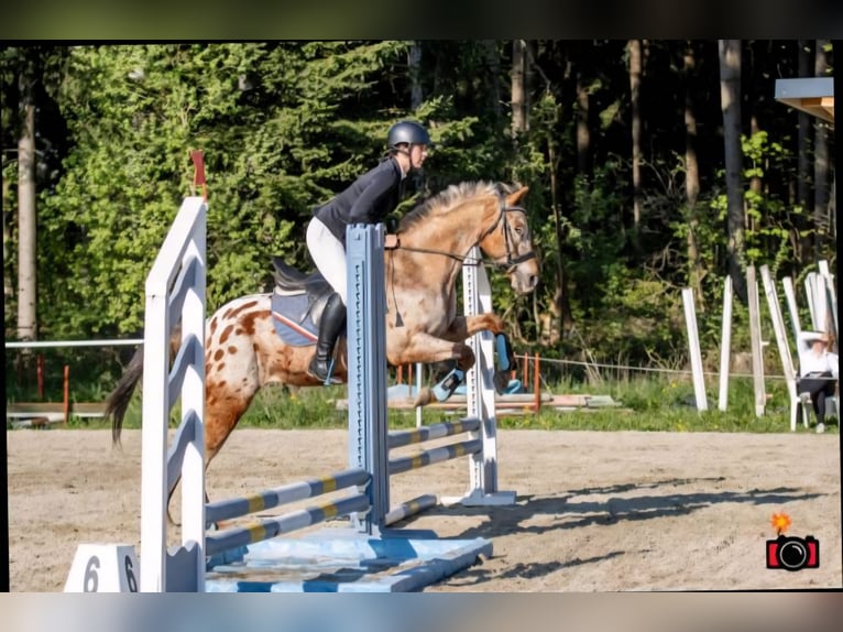 Appaloosa Gelding 15 years 15,1 hh Leopard-Piebald in Sipbachzell