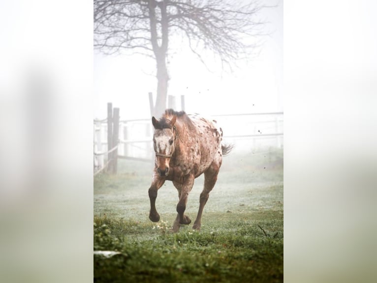 Appaloosa Gelding 15 years 15,1 hh Leopard-Piebald in Sipbachzell