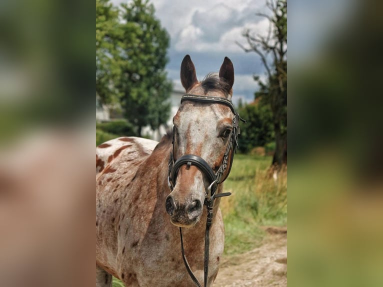 Appaloosa Gelding 15 years 15,1 hh Leopard-Piebald in Sipbachzell