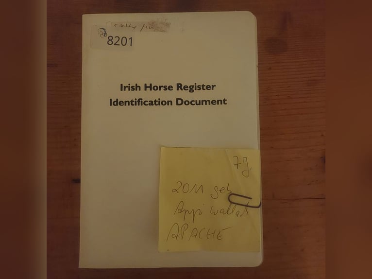 Appaloosa Gelding 15 years 16 hh in Nastätten