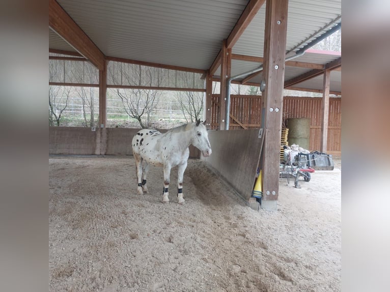 Appaloosa Gelding 15 years 16 hh in Nastätten