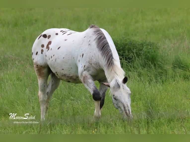 Appaloosa Gelding 15 years 16 hh in Nastätten