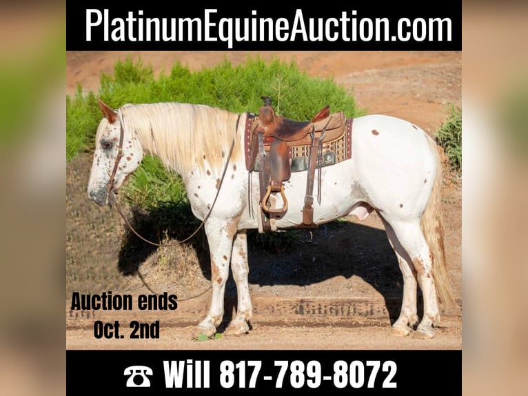 Appaloosa Gelding 15 years 16 hh White in Murietta CA