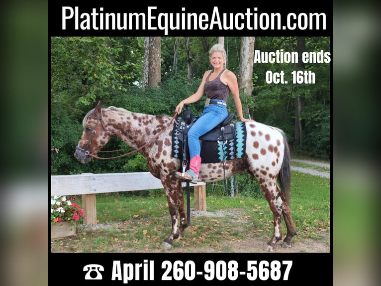 Appaloosa Gelding 15 years Bay in Spencerville, IN