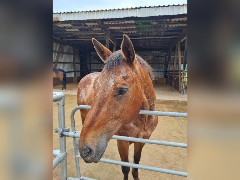 Appaloosa Gelding 15 years  in Klausen