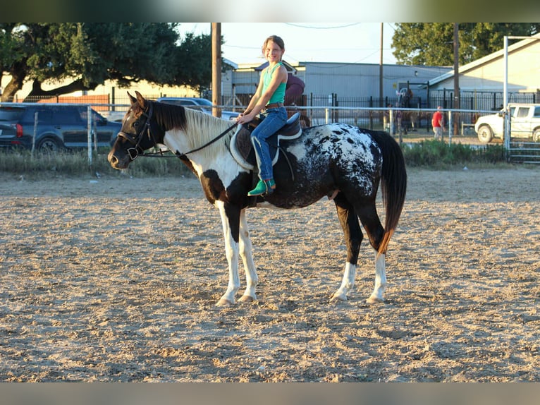 Appaloosa Gelding 15 years Tobiano-all-colors in Stephenville TX