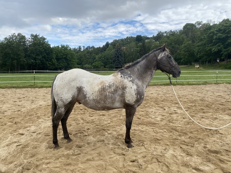 Appaloosa Gelding 16 years 14,2 hh in Naumburg