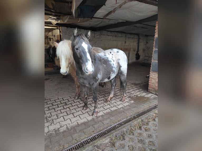 Appaloosa Gelding 16 years 14 hh in Eppelborn