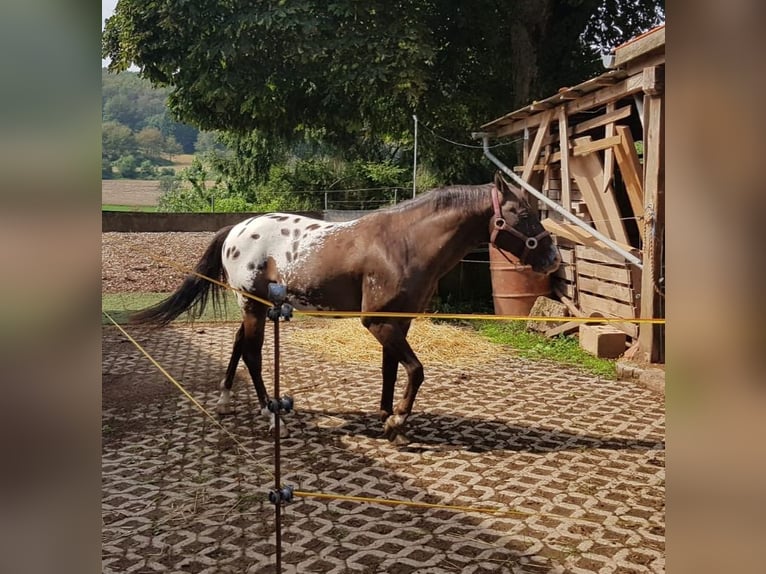 Appaloosa Gelding 16 years 14 hh in Eppelborn