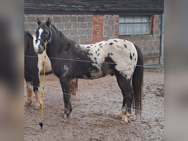 Appaloosa Gelding 16 years 14 hh in Eppelborn