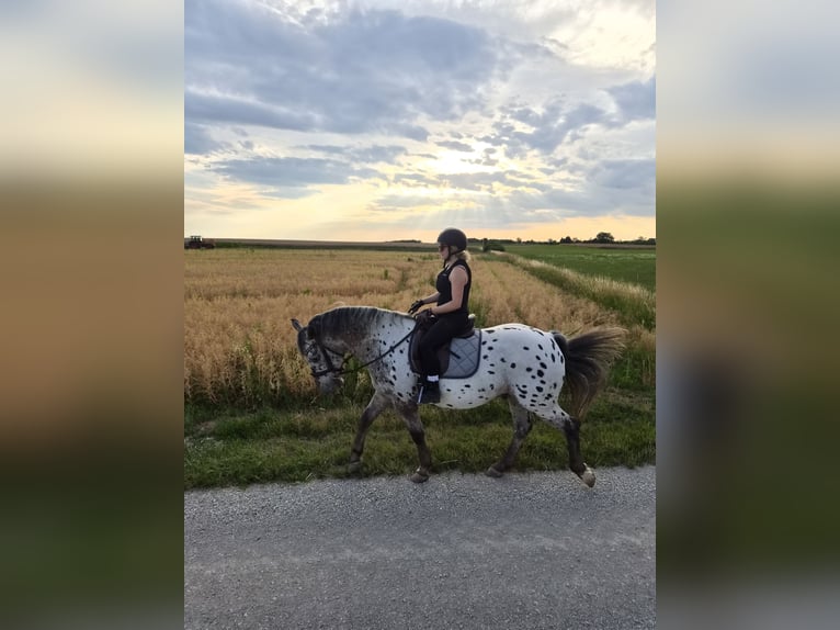 Appaloosa Mix Gelding 16 years 15.2 hh Leopard-Piebald in Leutenbach
