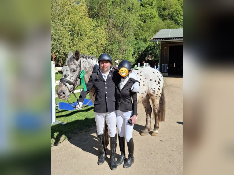 Appaloosa Mix Gelding 16 years 15.2 hh Leopard-Piebald in Leutenbach