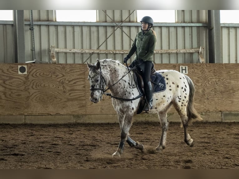 Appaloosa Mix Gelding 16 years 15.2 hh Leopard-Piebald in Leutenbach