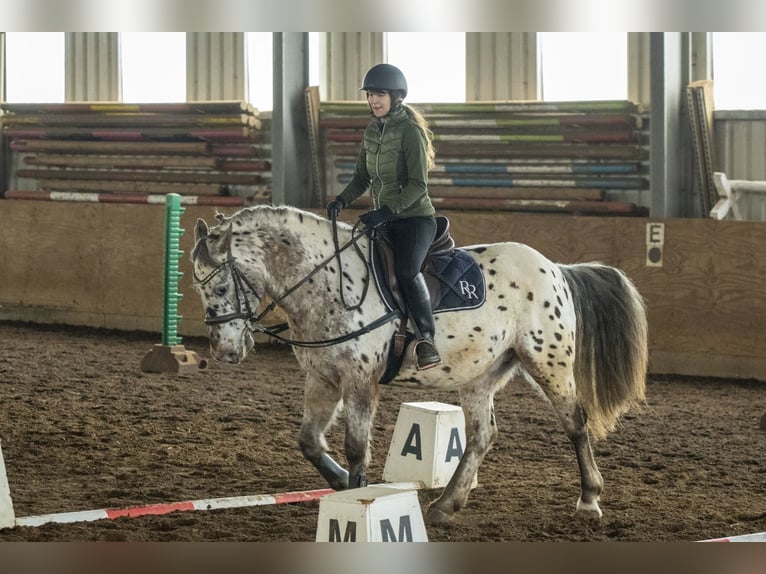 Appaloosa Mix Gelding 16 years 15.2 hh Leopard-Piebald in Leutenbach