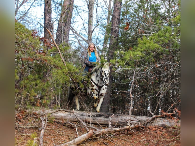 Appaloosa Gelding 16 years 15 hh Chestnut in Borden IN