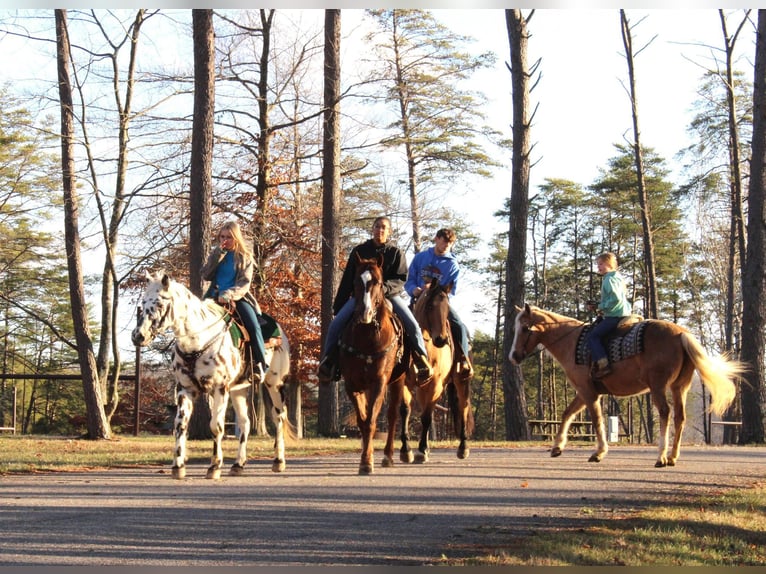 Appaloosa Gelding 16 years 15 hh Chestnut in Borden IN