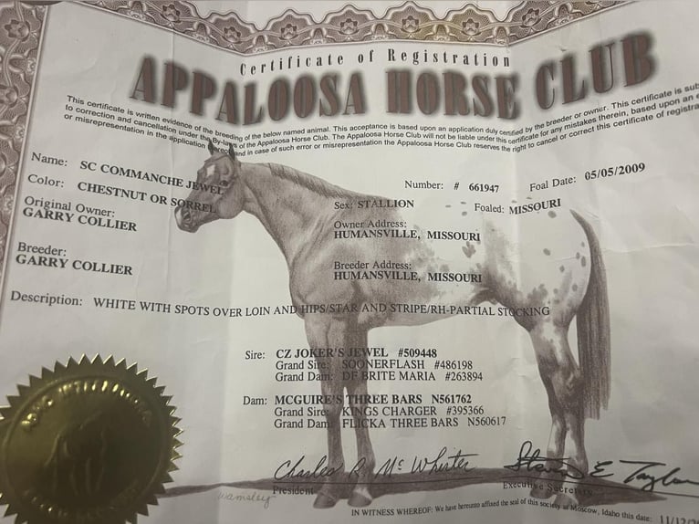 Appaloosa Gelding 16 years 15 hh Roan-Red in Weatherford TX