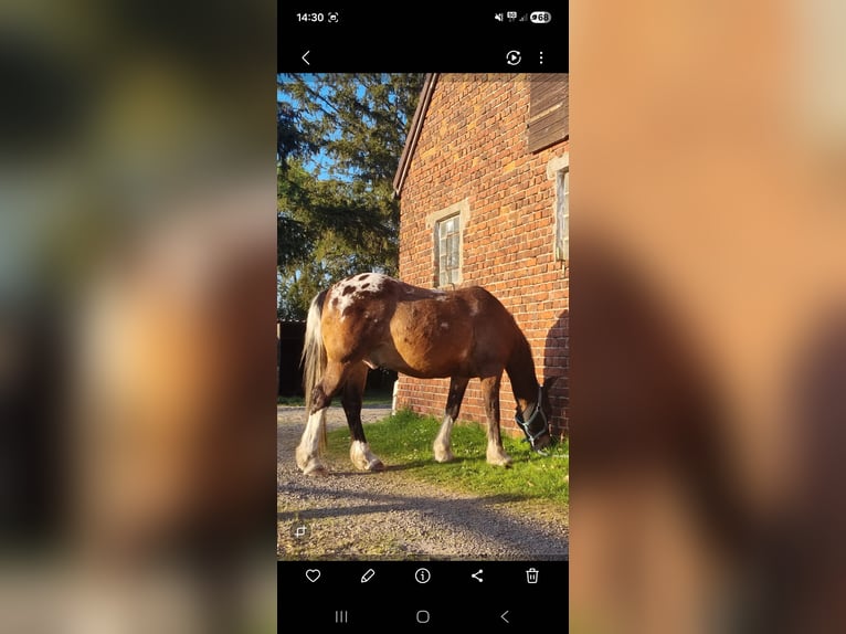 Appaloosa Mix Gelding 16 years 15,1 hh  in Oberhausen