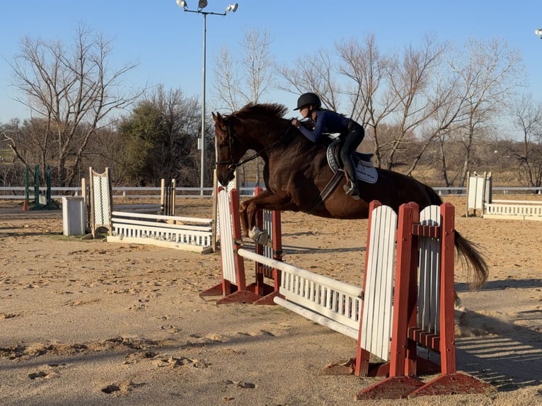 Appaloosa Gelding 16 years 17 hh Chestnut in Cleburne
