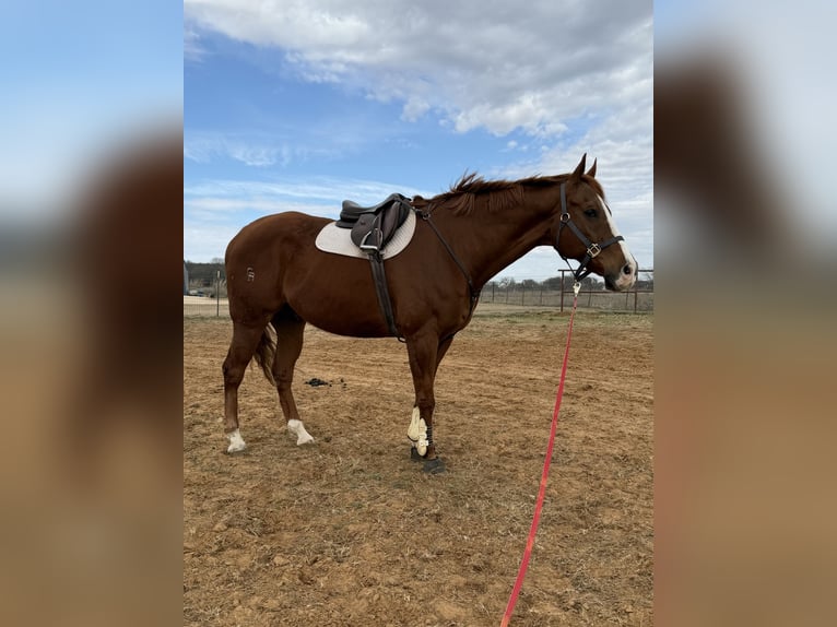 Appaloosa Gelding 16 years 17 hh Chestnut in Cleburne