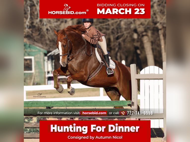 Appaloosa Gelding 16 years 17 hh Chestnut in Cleburne