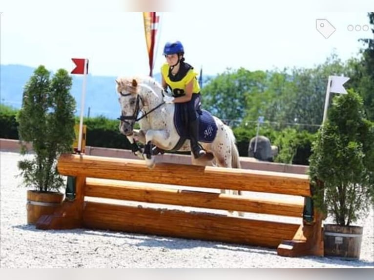 Appaloosa Gelding 17 years 11,2 hh in Feldkirchen an der Donau